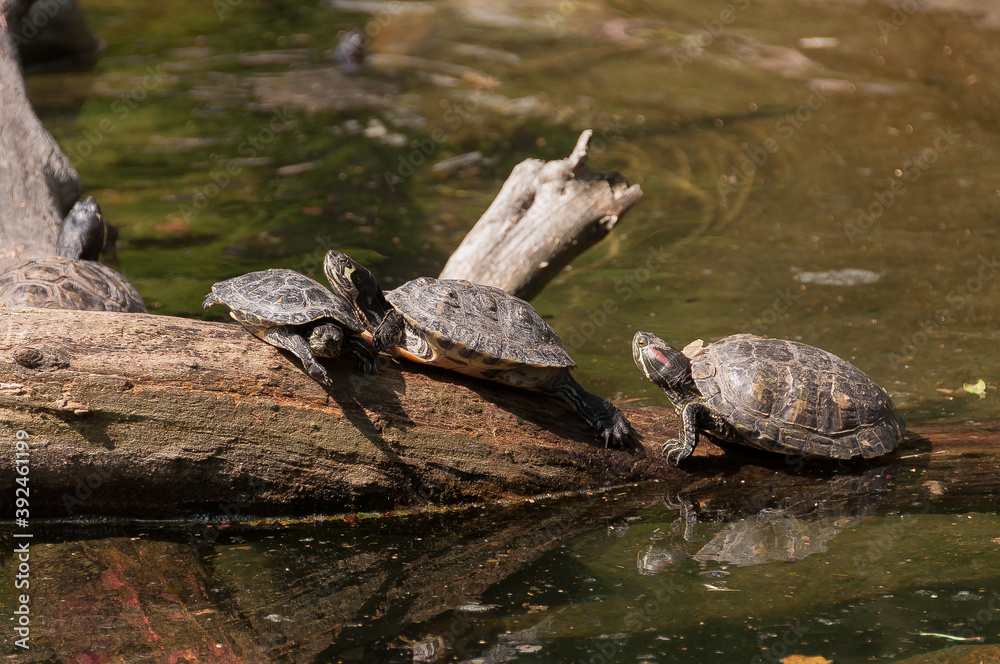 Fototapeta premium water turtles on a wooden log