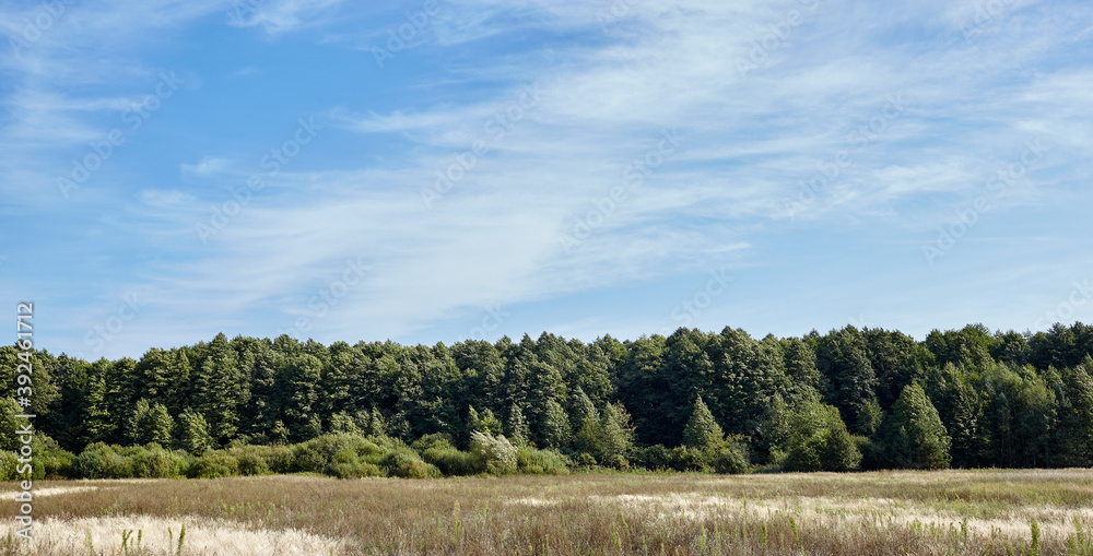 Dense forest against the sky and meadows. Beautifil landscape of a row of trees and blue sky background