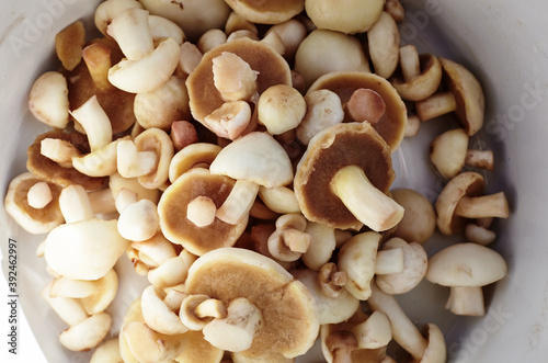 Clean, peeled Suillus mushrooms in metal pan. Fresh uncooked mushrooms background. Top view