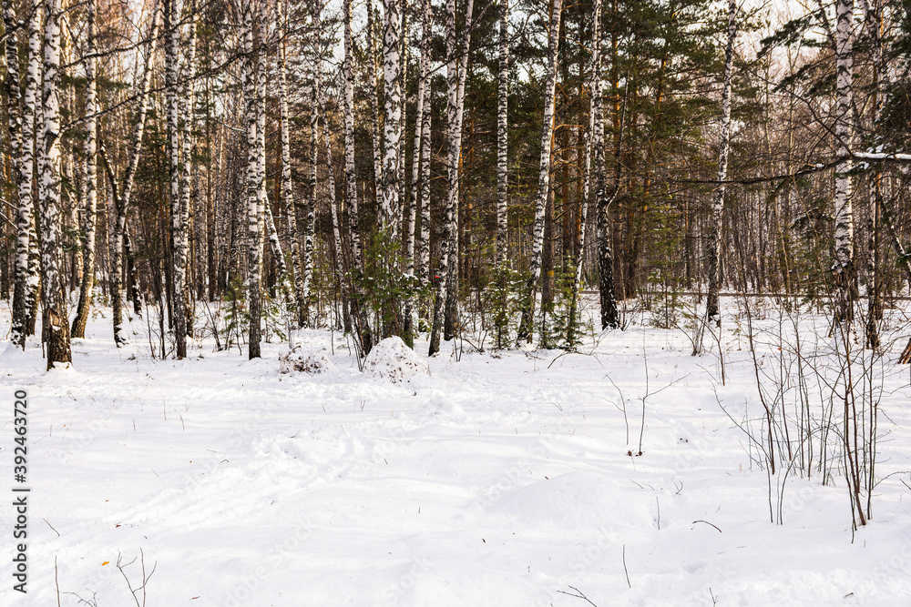 Fototapeta premium The birch and spruce forest is covered with snow