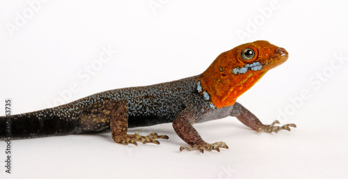 Yellow-headed gecko // Gelbkopf-Gecko (Gonatodes albogularis) photo