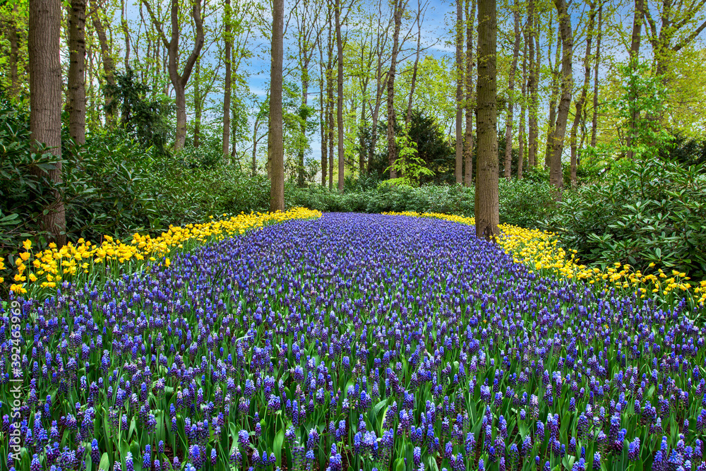 A huge bed of hyacinths, edged with yellow tulips. Beautiful spring scenery.