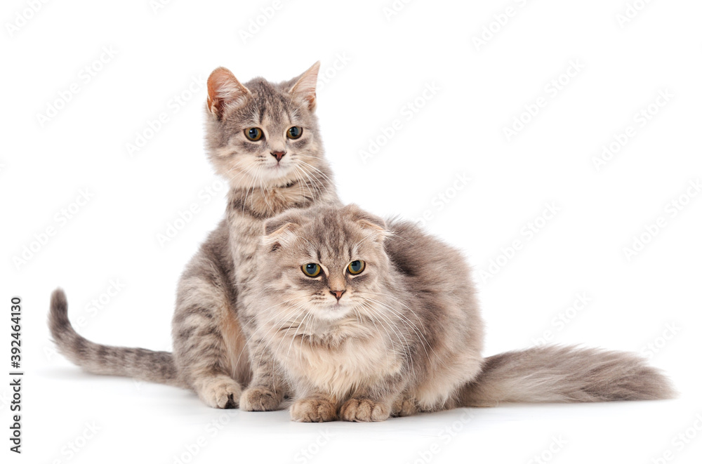 Obraz premium Two small kittens isolated.