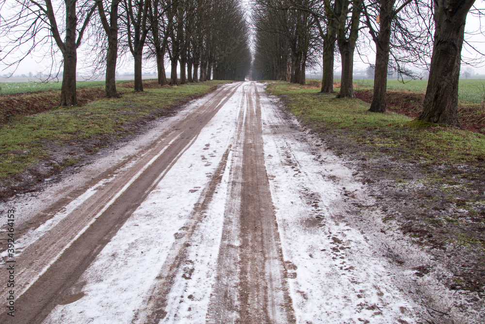 Country road, dusted with snow. On both sides of the road tall chestnut trees with no leaves.