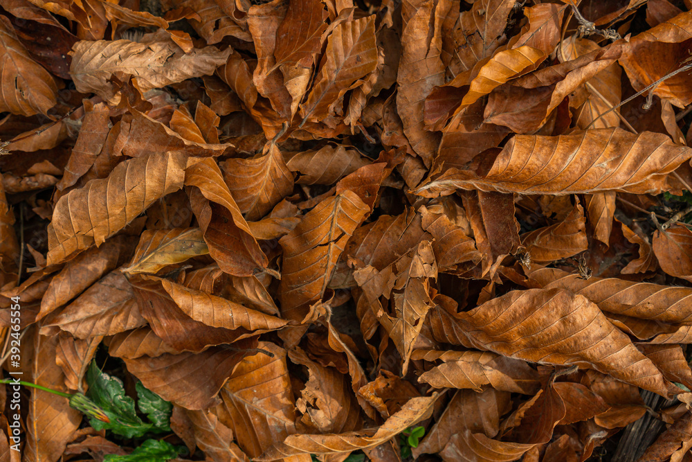 yellow maple leaves on the ground. Texture yellow maple leaves on the ground. Texture