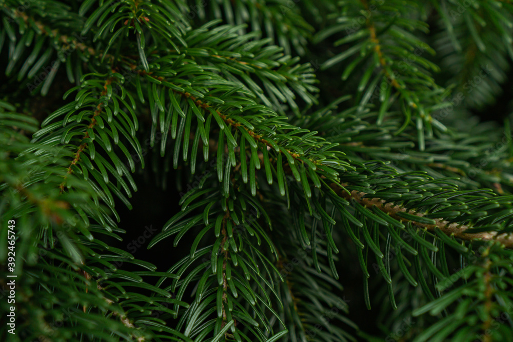 green spruce branches on the tree