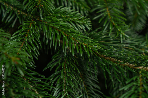 green spruce branches on the tree