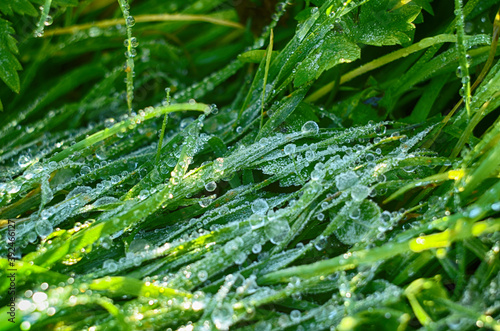 Frozen drops of dew on the grass. leaf close up.