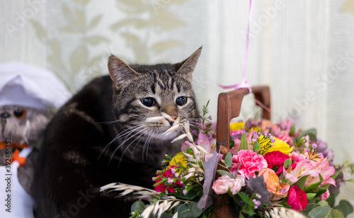 gray cat gnaws flowers from a bouquet