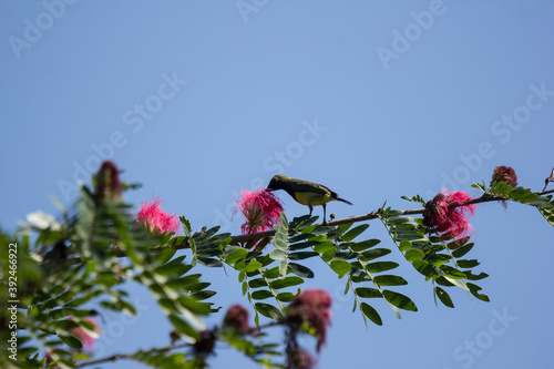 Bird on tree of Pink flower Powder Puff photo