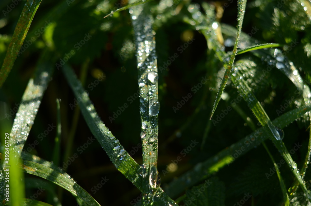 Frozen drops of dew on the grass. leaf close up. Frozen drops of dew on the grass. leaf close up.