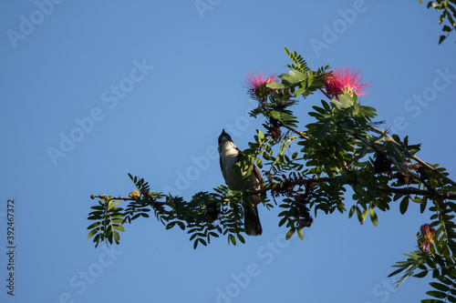 Bird on tree of Pink flower Powder Puff photo