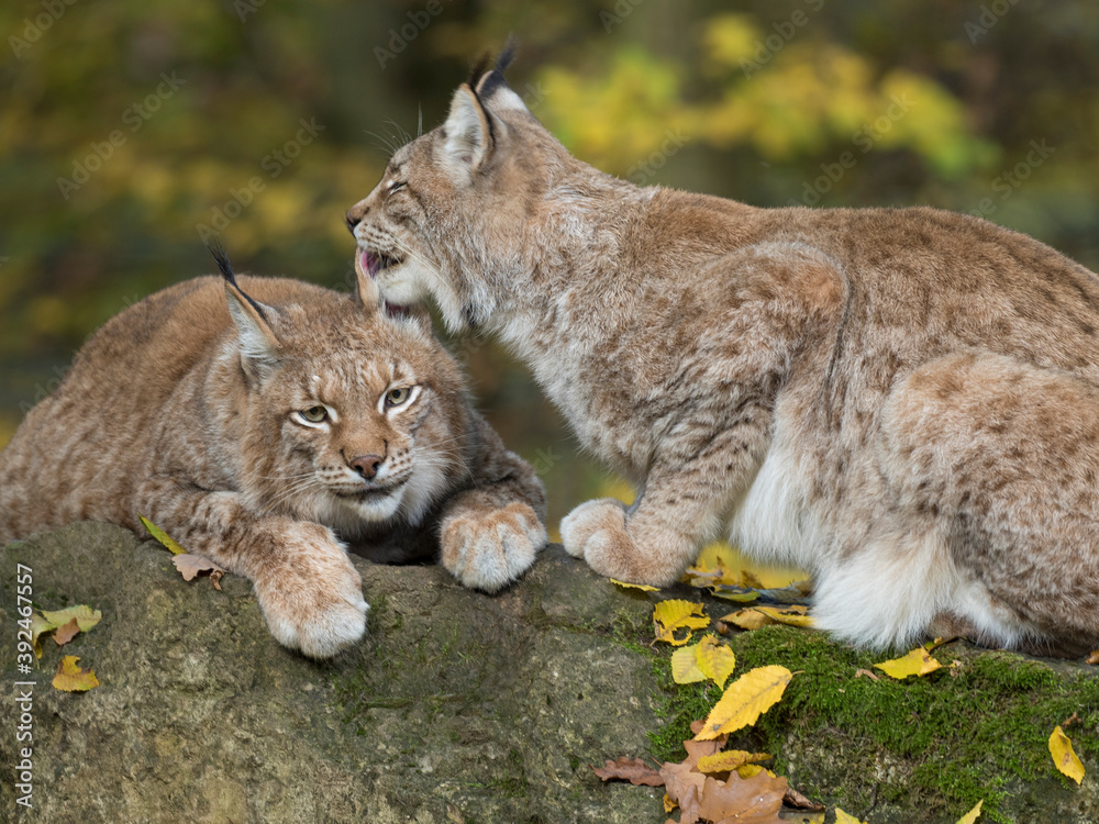 Eurasischer Luchs, Nordluchs, Lynx lynx, Luchs Eurasischer Luchs, Nordluchs, Lynx lynx, Luchs