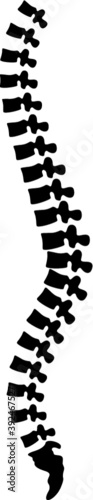 Vector illustration of the spine