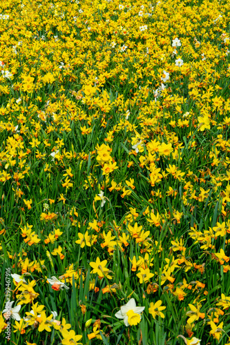 Łąka z żółtymi kwiatami