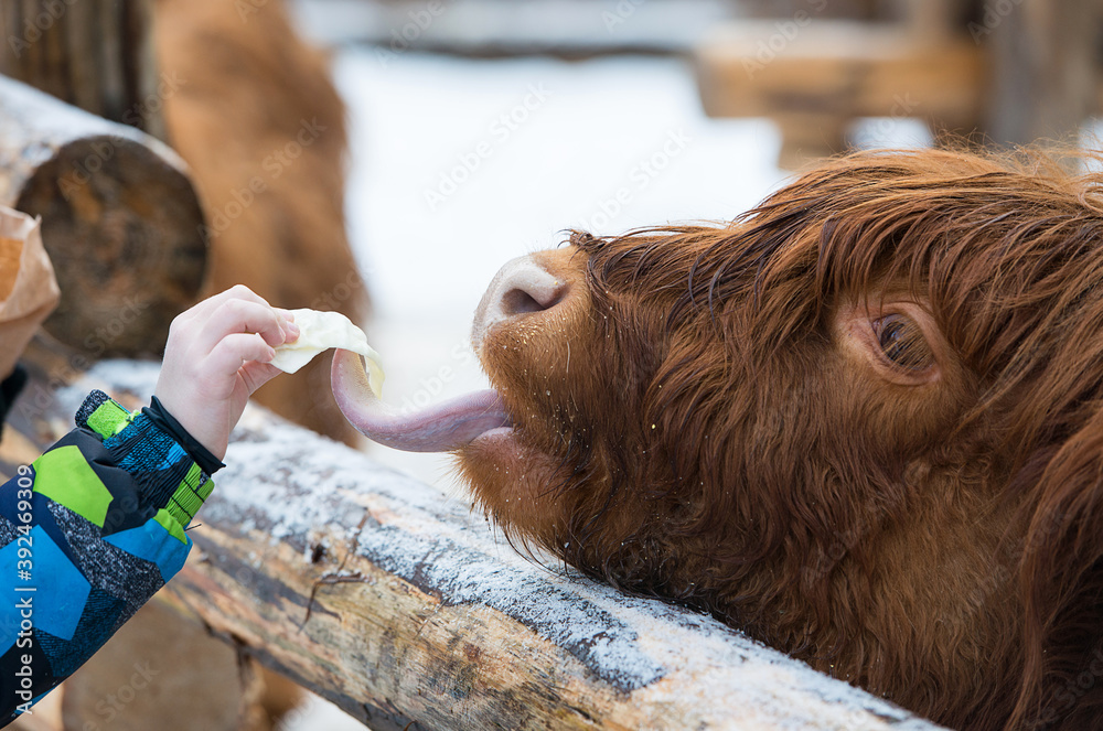 Fototapeta premium The Highland, a Scottish breed of rustic cattle