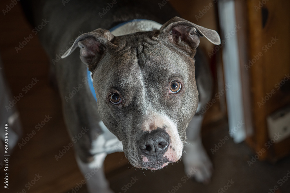 older pitbull dog is looking at you in a close up