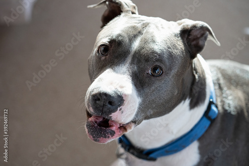 american pitbull terrier is barking at you you © J.A.