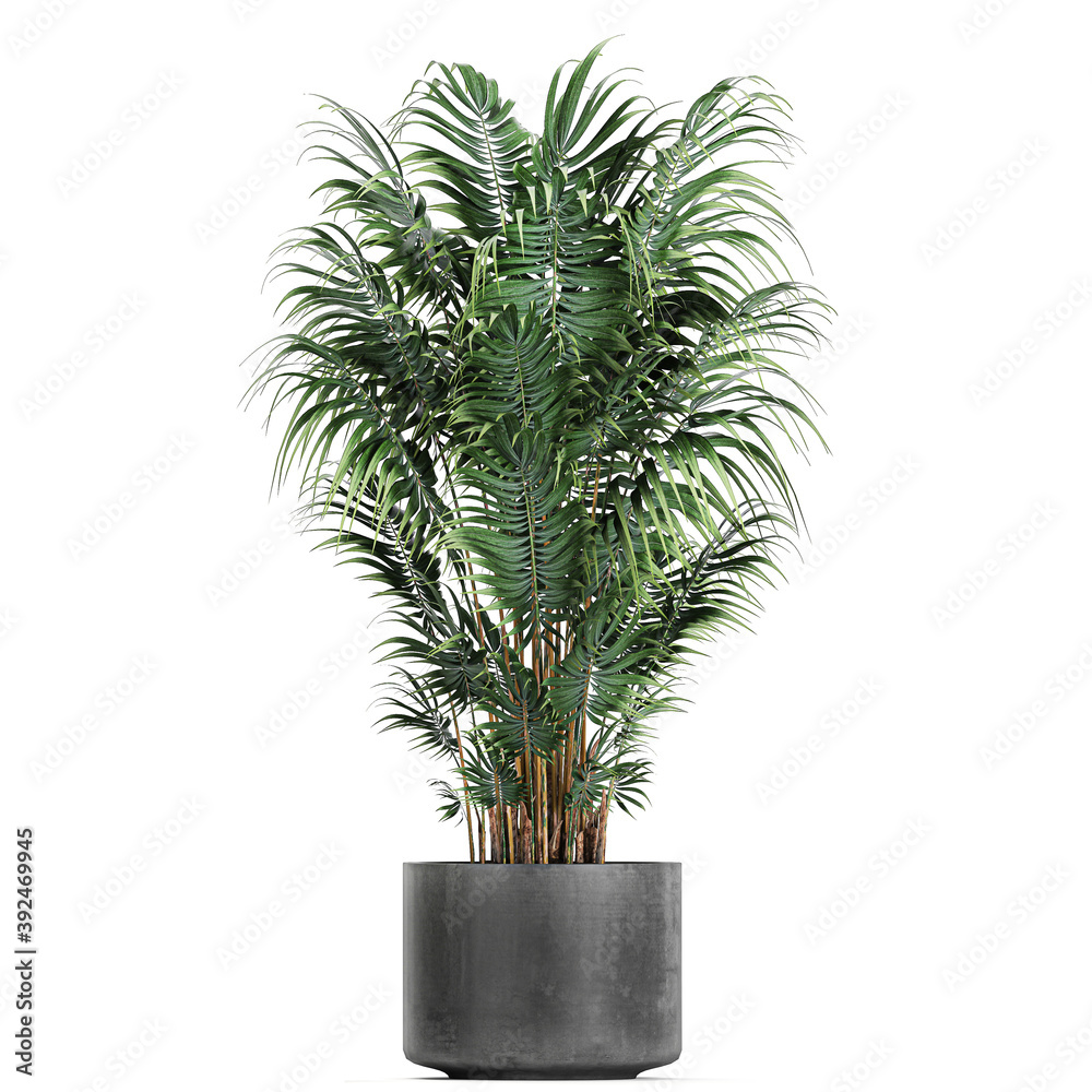 palm trees in a pot on a white background palm trees in a pot on a white background