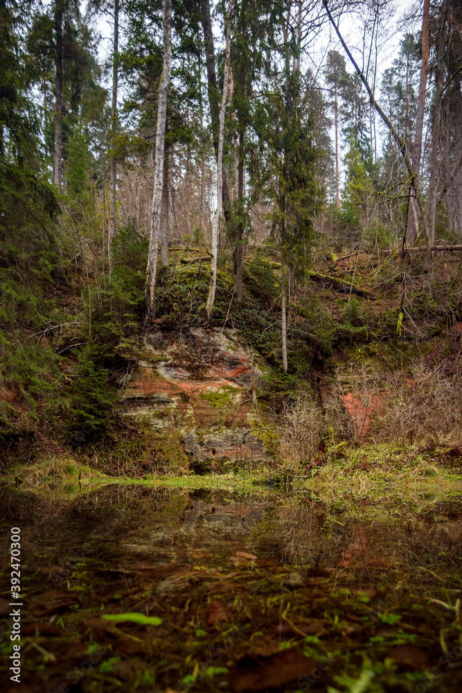 Obraz premium river in the forest