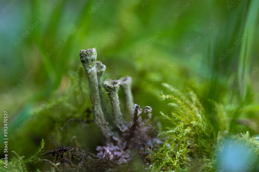 Fototapeta premium Cladonia fimbriata is a species of lichen belonging to the family Cladoniaceae and often seen in the green moss during autumn on humid undergrounds