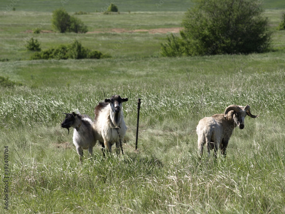 Obraz premium goat