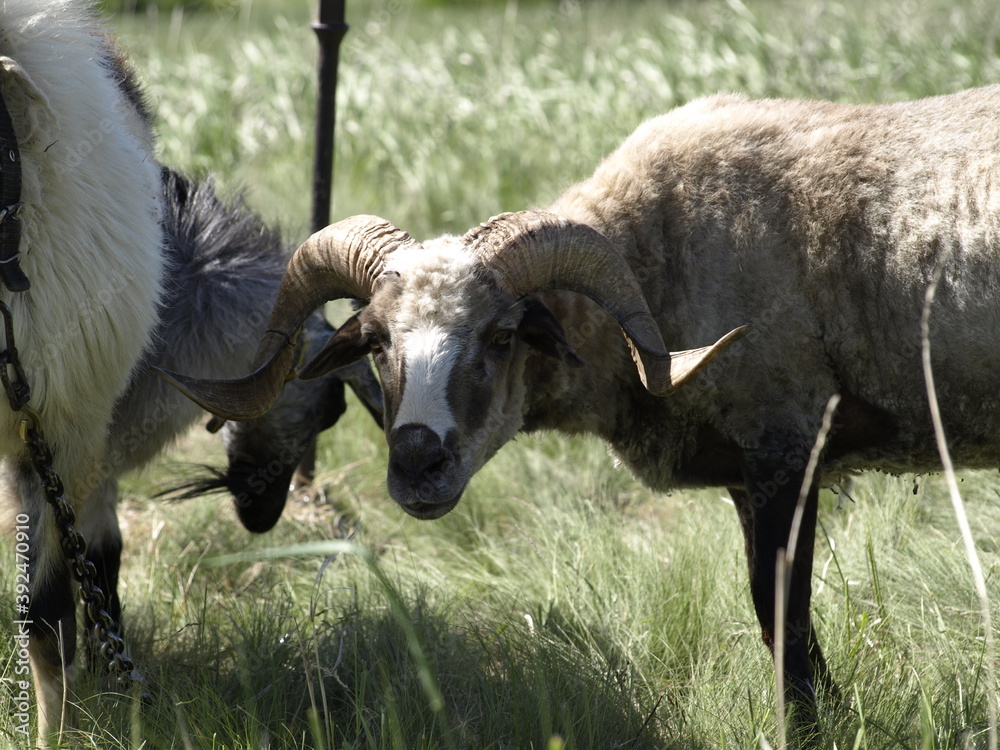 Fototapeta premium goat