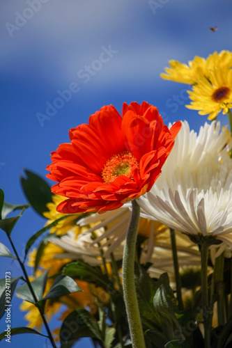 Floral arrangement with various colored flowers and blue sky