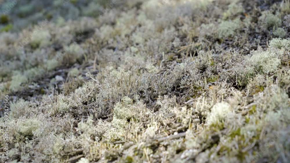 The closer look of the white fungus on the ground in the forest The closer look of the white fungus on the ground in the forest
