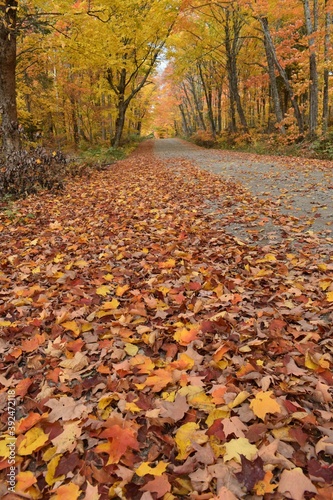  The road to the resort in autumn, Sainte-Apolline