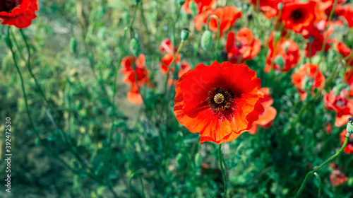  Red poppies in the meadow. Copy space for text.