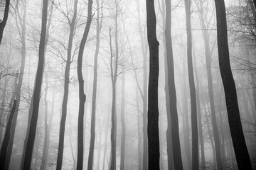 Forest covered in trees and fog in autumn at daytime - perfect for wallpapers