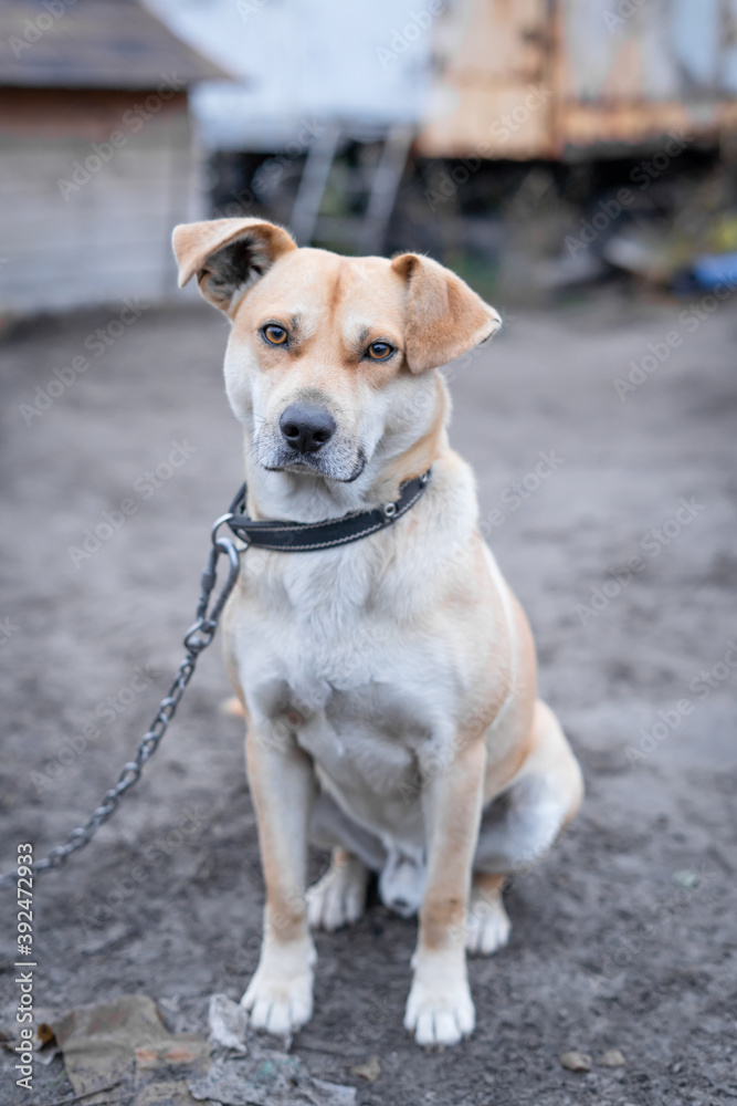A beautiful kind and obedient dog of gentle coffee color sits on the street, vertical photo
