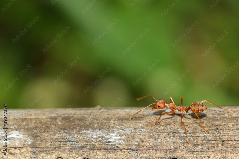 Close up red ant on tree in nature background at thailand Close up red ant on tree in nature background at thailand
