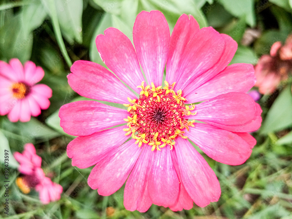 There is something so effortlessly beautiful, and brilliant about wildflowers