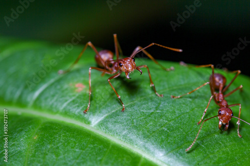 Close up red ant on green leaf in nature at thailand © pumppump