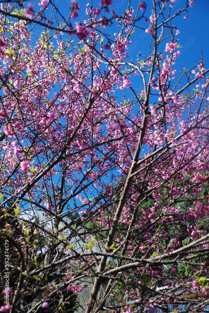 Fototapeta premium pink cherry blossom