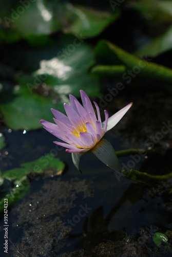  Lotus in water