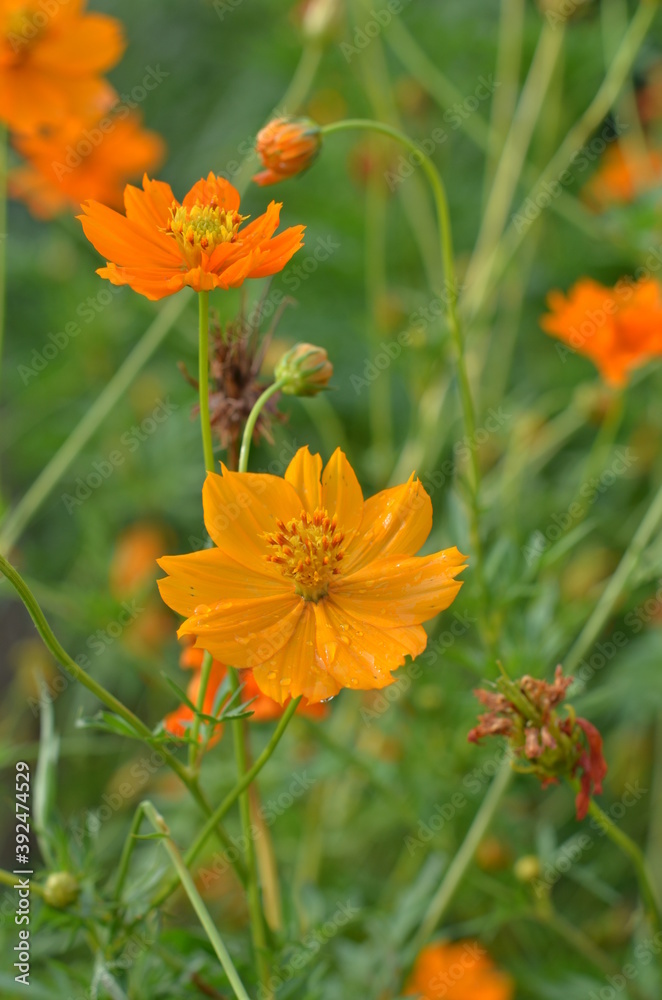 orange flower