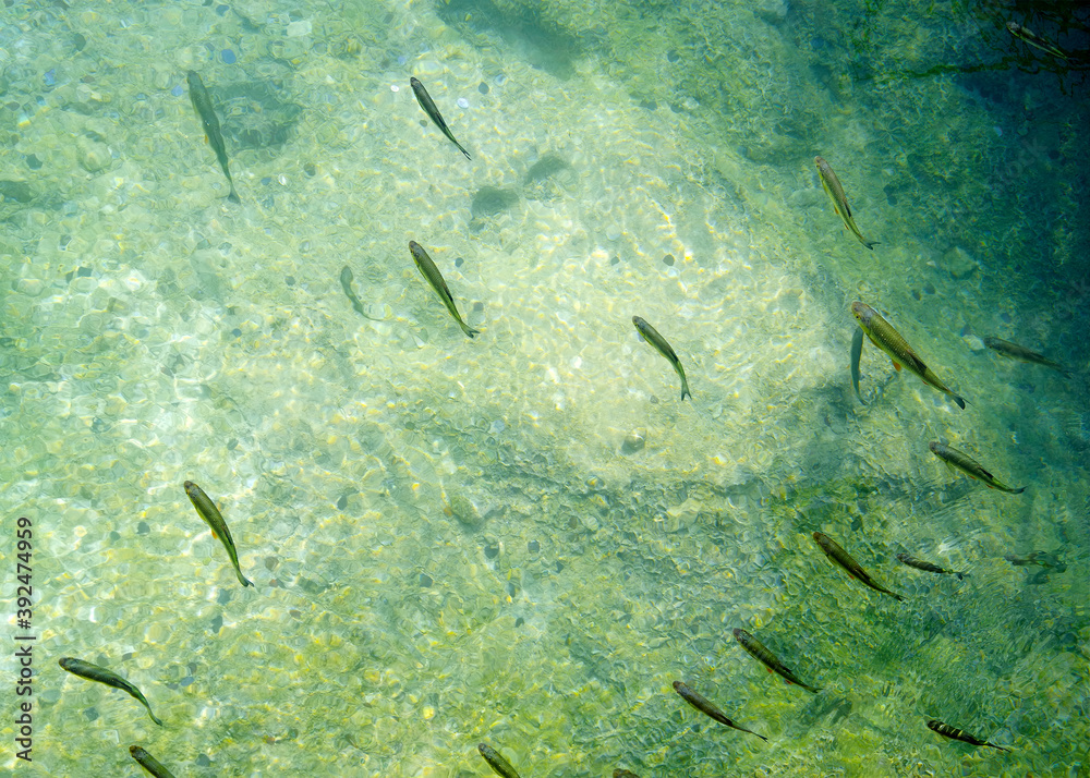 Fototapeta premium Abstract water natural details in Plitvice National Park, Croatia, Europe