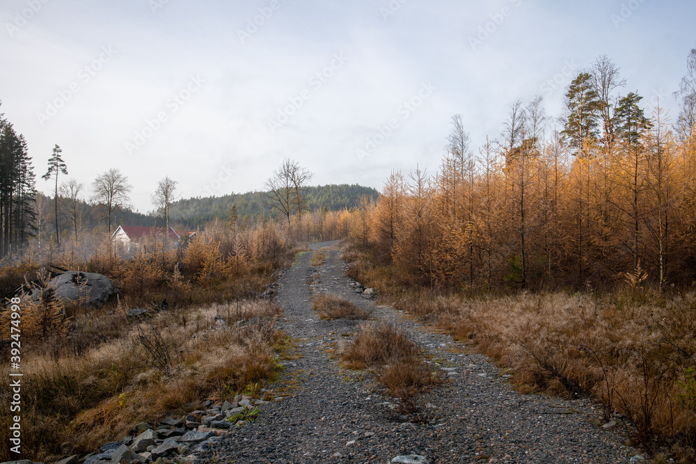 Dirt road surrounded by yellow coniferous trees in autumn