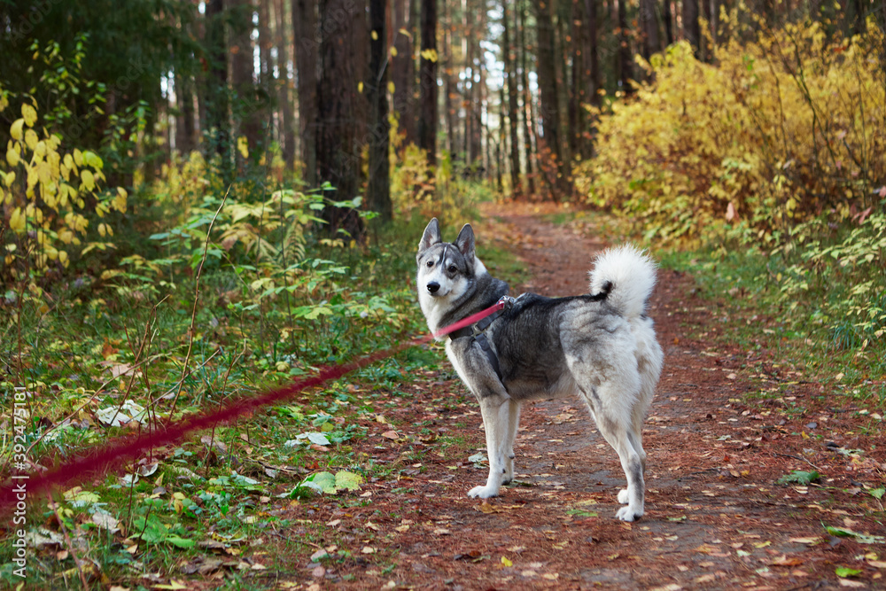 West Siberian Laika. Siberian dog