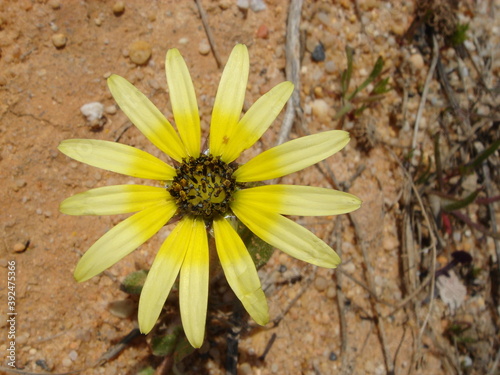 Cape Marigold (Arctotheca calendula) photo