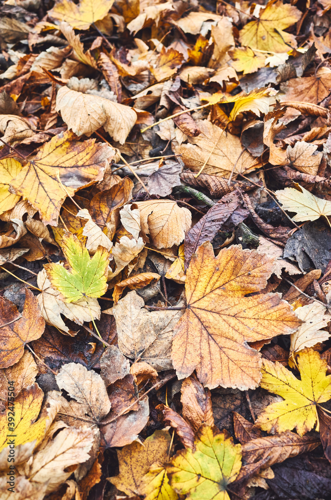 Autumn leaves on the ground, color toned nature background, selective focus.