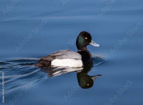 Close up of a Lesser Scaup duck with an iridescent green  head and intricate back feathers, nicely reflected in the calm waters of a blue lake. © Susan Hodgson