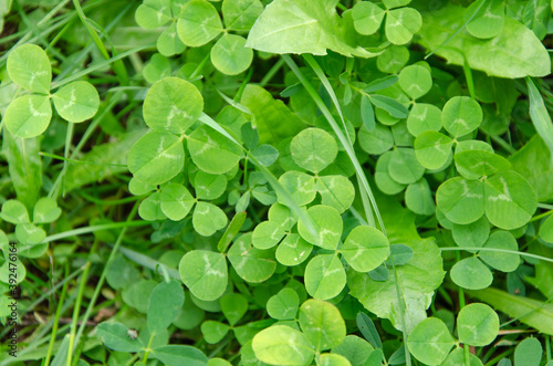 Bright green background from clover leaves. There is room for text.