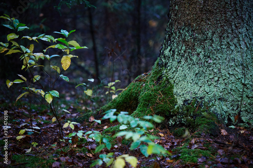 Nuture of Belarus. forest in outumn photo