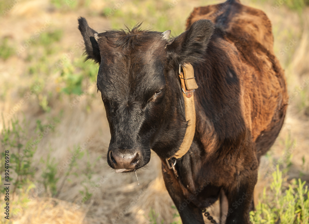 Fototapeta premium Portrait of a young bull. Calf on pasture.