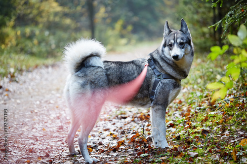 West Siberian Laika. Siberian dog