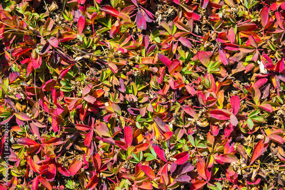 Close-up of green-red leaves of alpine grass. Natural ecological background